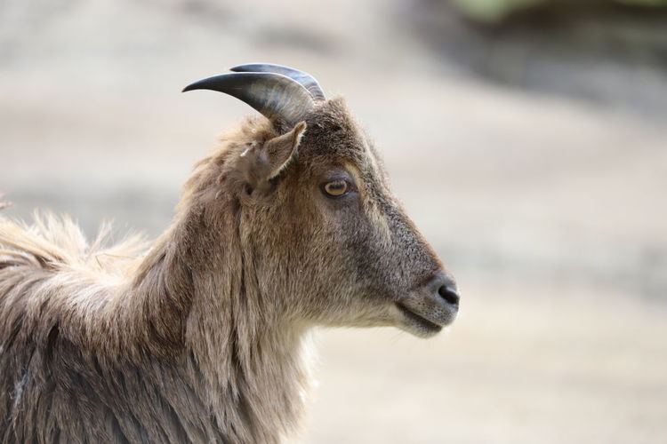 Side view of a himalaya tahr looking away