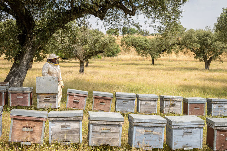 Rural and natural beekeeper, working to collect honey from hives