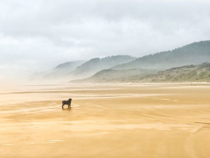 Scenic view of dog on beach  against sky