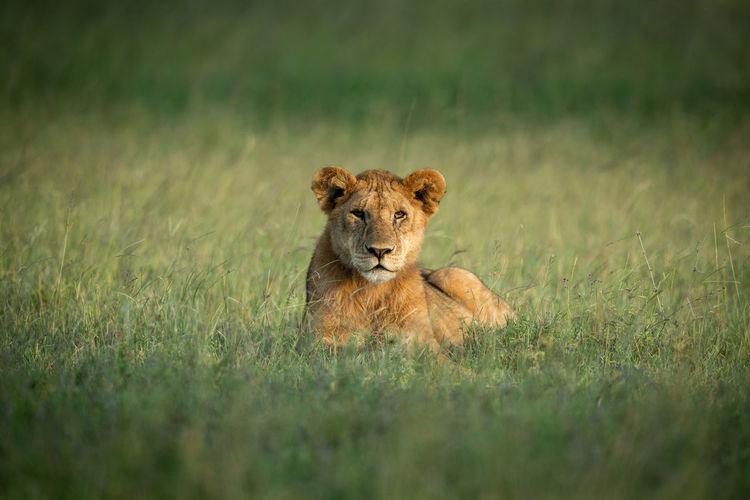 Portrait of lioness sitting in field