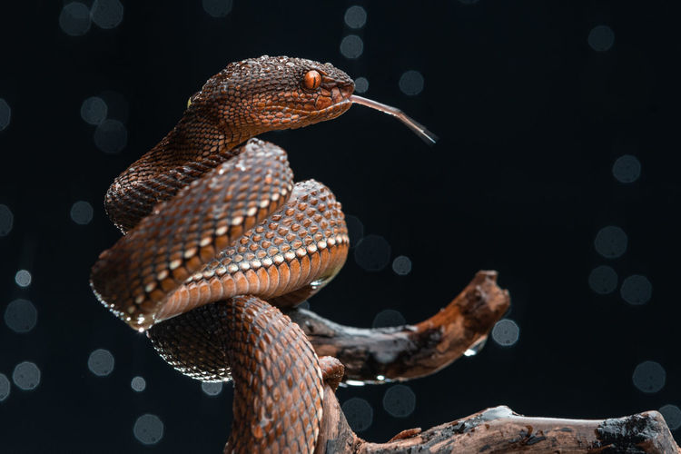Close-up of red viper snake