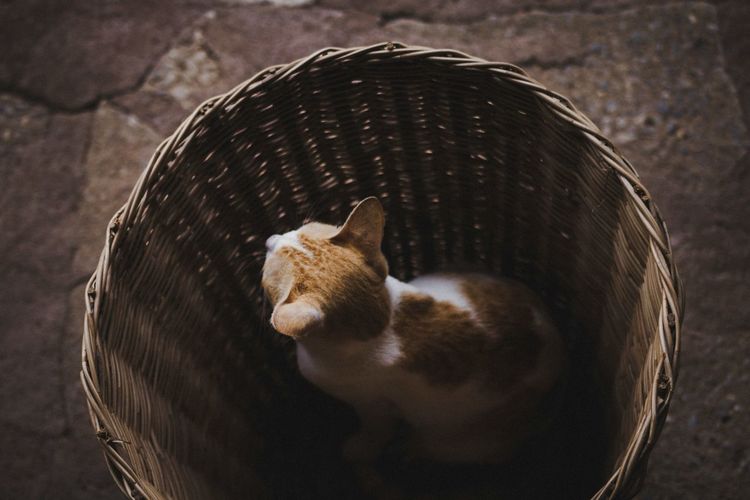 High angle view of cat in wicker basket