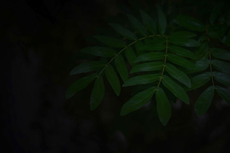 Close-up of leaves at night