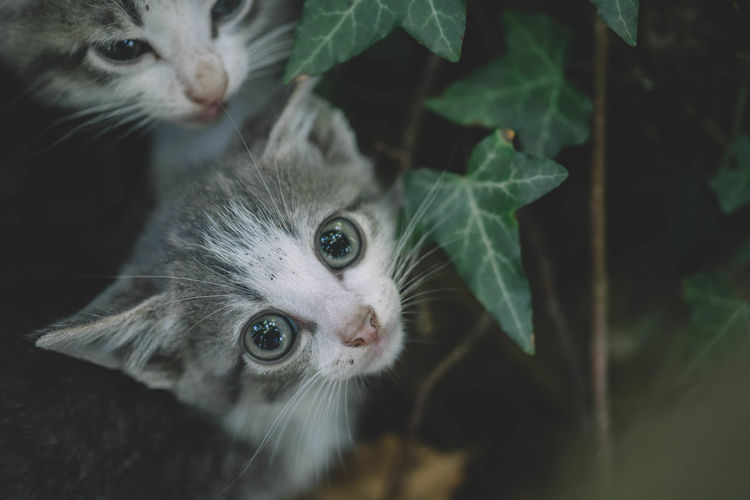 Close-up portrait of a cat