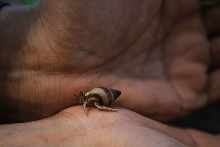 Close-up of human hand holding small