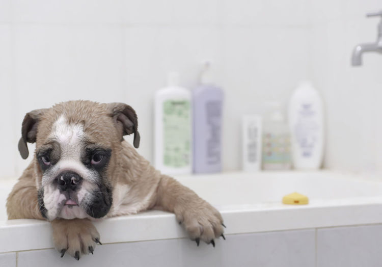 Portrait of english bulldog standing in bathtub against wall at home