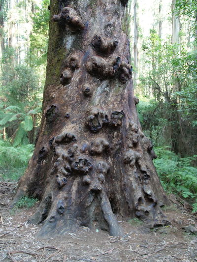 Tree trunk in forest