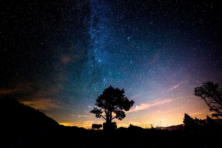 Silhouette of tree and animal against night sky