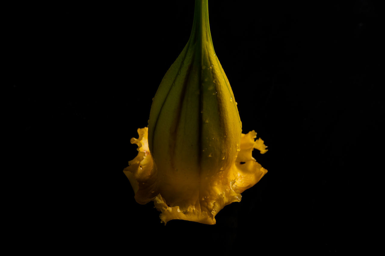 yellow, black background, studio shot, leaf, macro photography, flower, freshness, indoors, no people, plant, close-up, water, food, food and drink, nature, healthy eating, cut out, wellbeing, copy space, single object