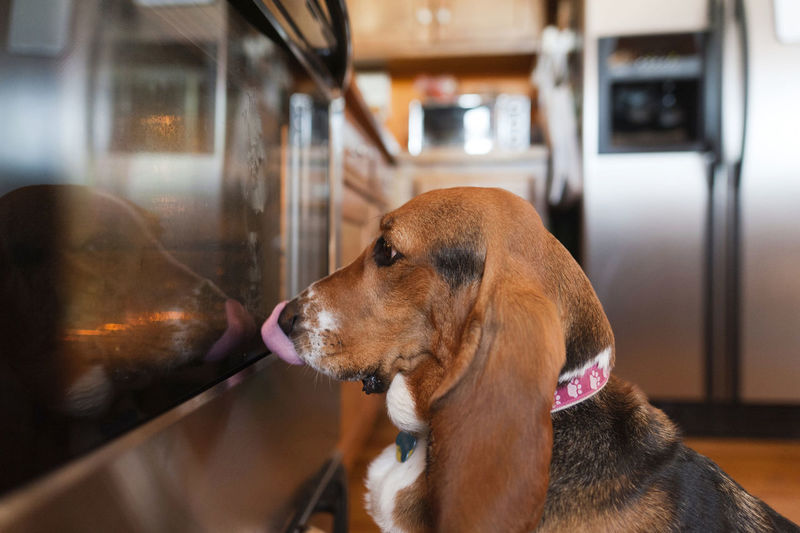 Side view of dog sticking out tongue while looking at oven