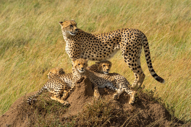 Cubs lie on termite mound with mother