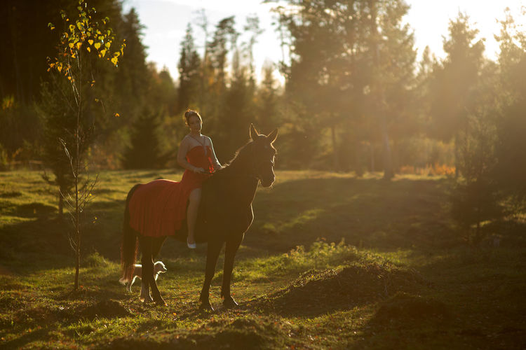 A young woman wearing a red dress rides a horse in the evening in the soft sunlight