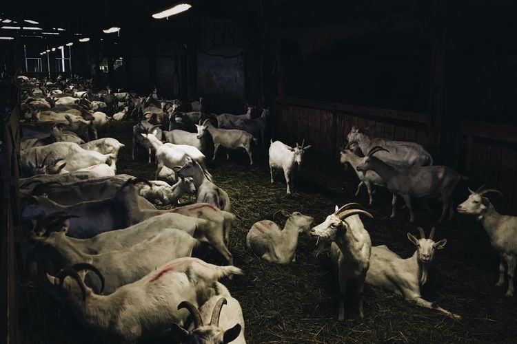 Goats in barn