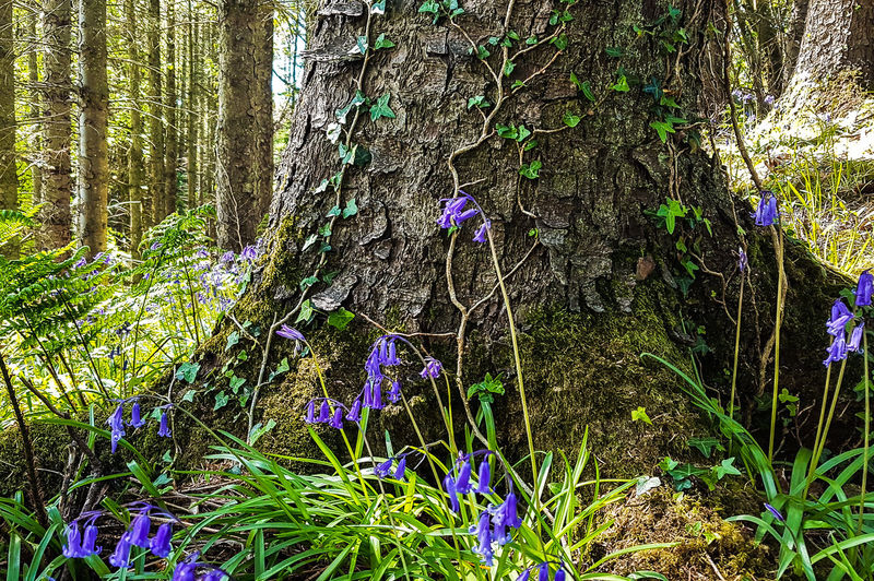 Purple flowers growing on tree trunk