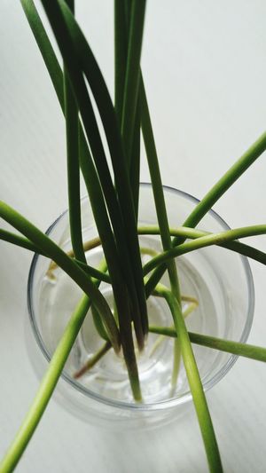High angle view of plants in vase