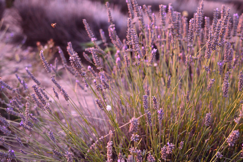 Close up of lavender plantation