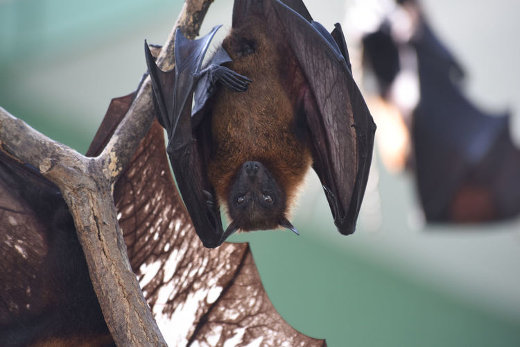 Close-up of a bat hanging on branch