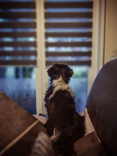 Rear view of dog looking through window at home
