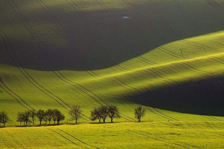 Alley in spring undulating fields of south moravia in evening light.