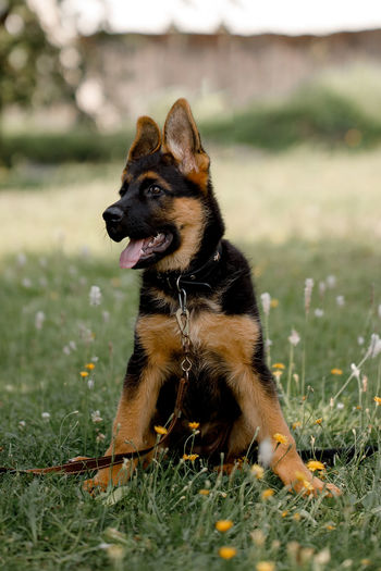 Dog looking away on field