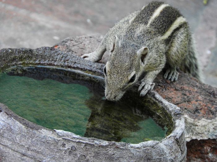 High angle view of drinking water at zoo