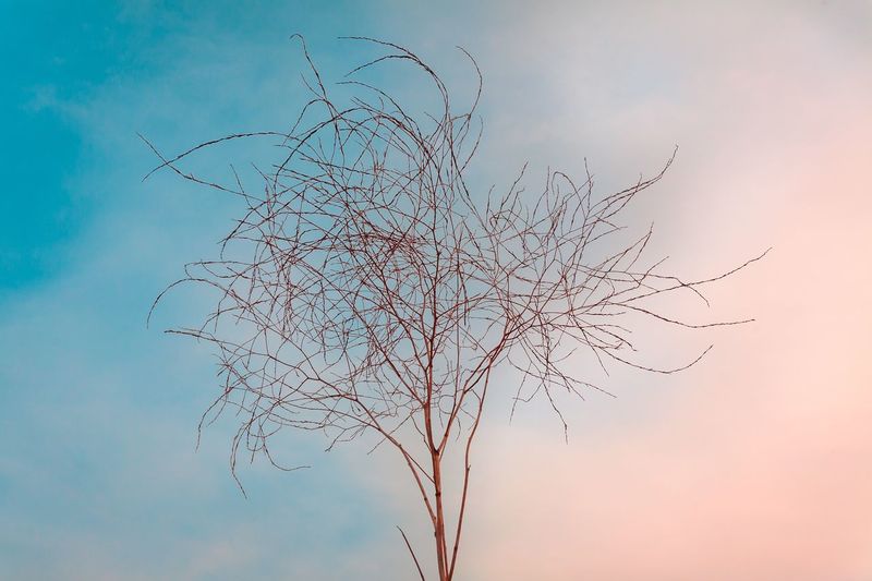 Low angle view of bare tree against sky during sunset