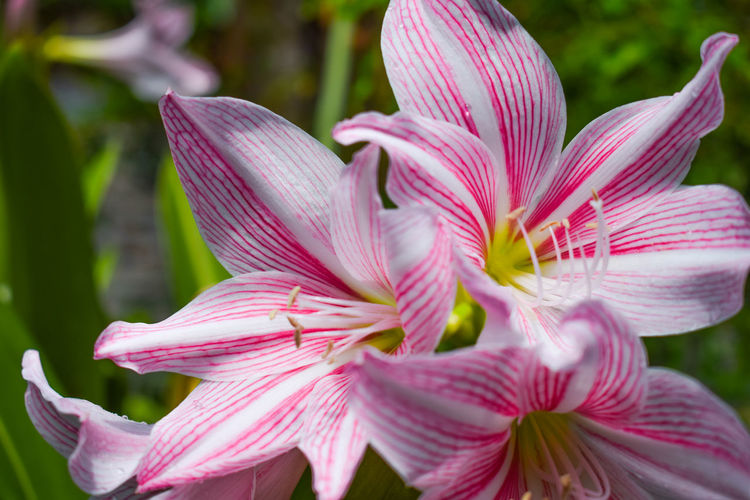 Close-up of pink and white striped flowers blooming outdoors