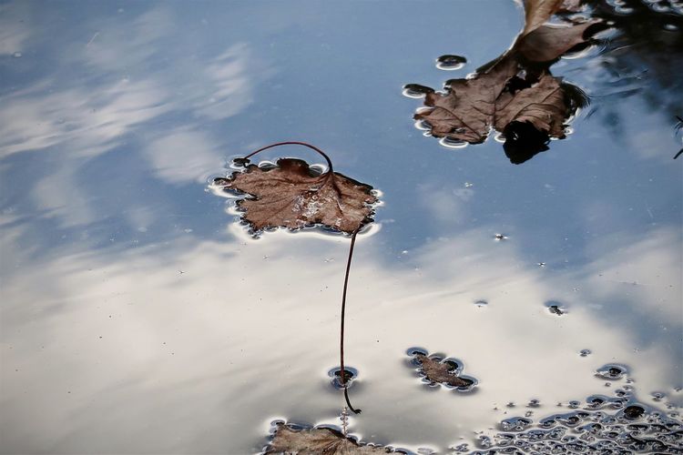 Brown leaves and blue sky and clouds in a puddle