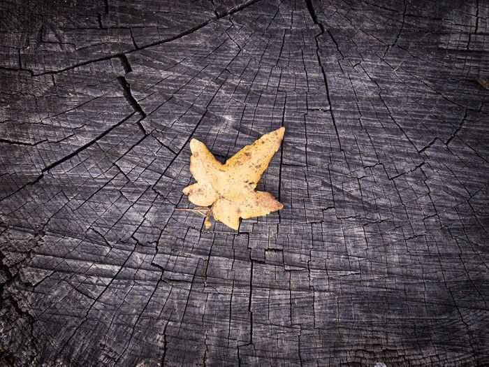 High angle view of maple leaf on tree stump