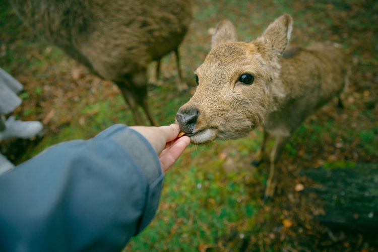 Cropped hand of woman feeding fawn