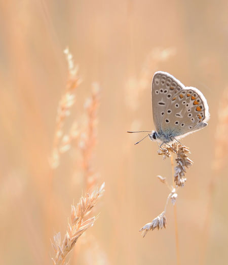 Close-up of butterfly pollinating on flower