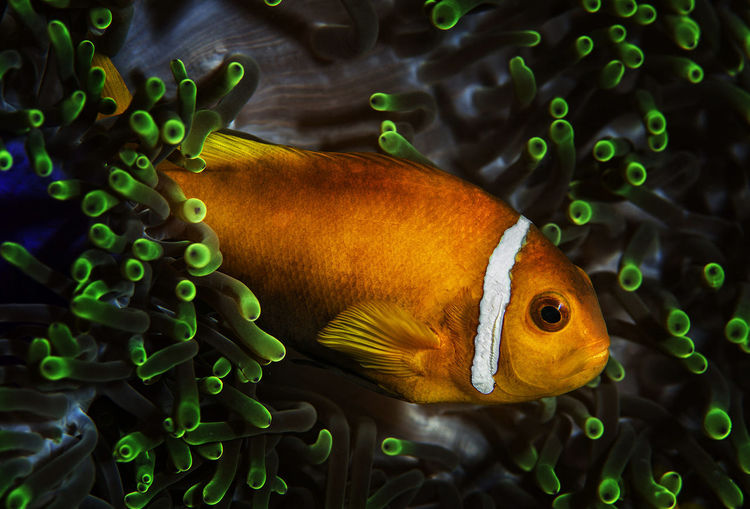 Close-up of fish swimming in sea