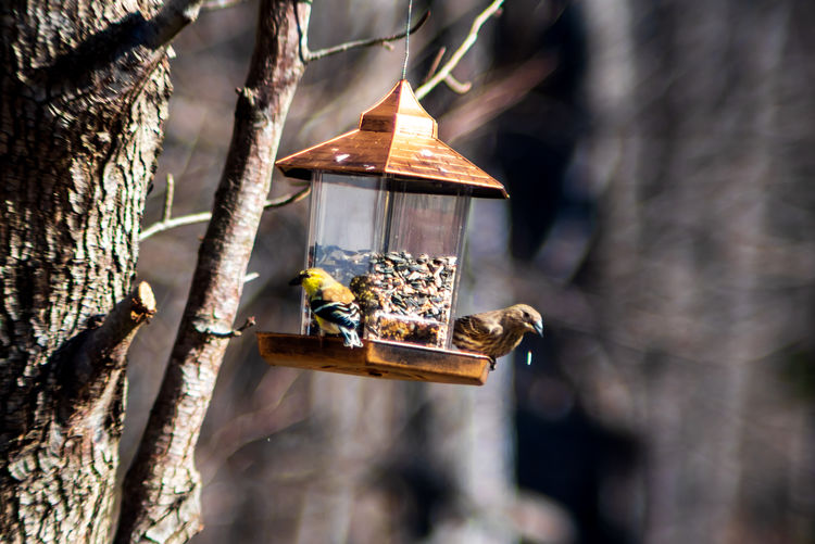 Close-up of two birds on a  bird feeder