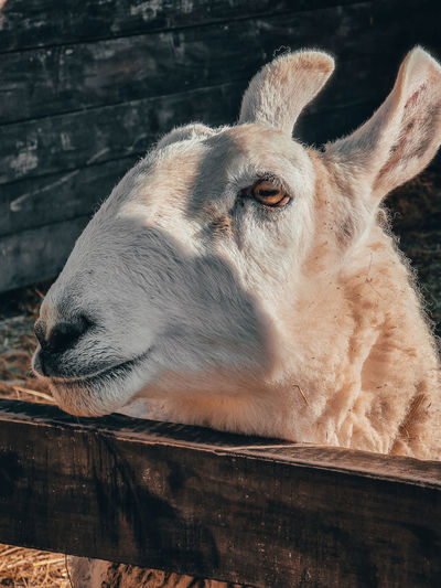 Close-up of goat
