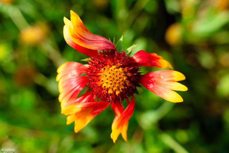 Close-up of red flower