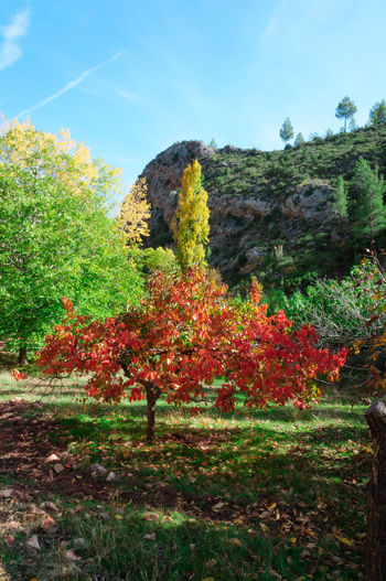 Scenic view of flowering trees by plants during autumn