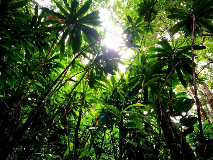 Low angle view of trees