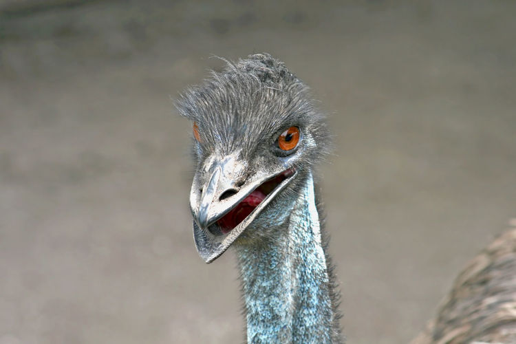 The head and neck of an emu