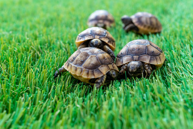 Close-up of five young hermann turtles on a synthetic grass - macro, selective focus, space for text