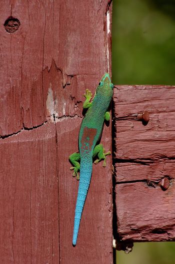 Close-up of gecko on wooden plank