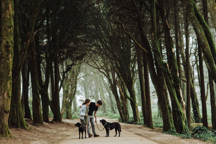 Couple with two dogs on a leash on a road through the misty woods