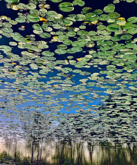 Water lily leaves floating on lake