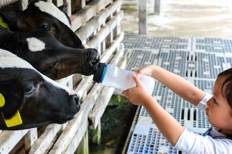 Girl feeding bottle milk to cow