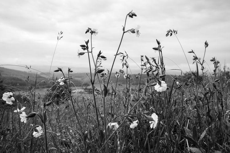 Close-up of flowering plants on field against sky