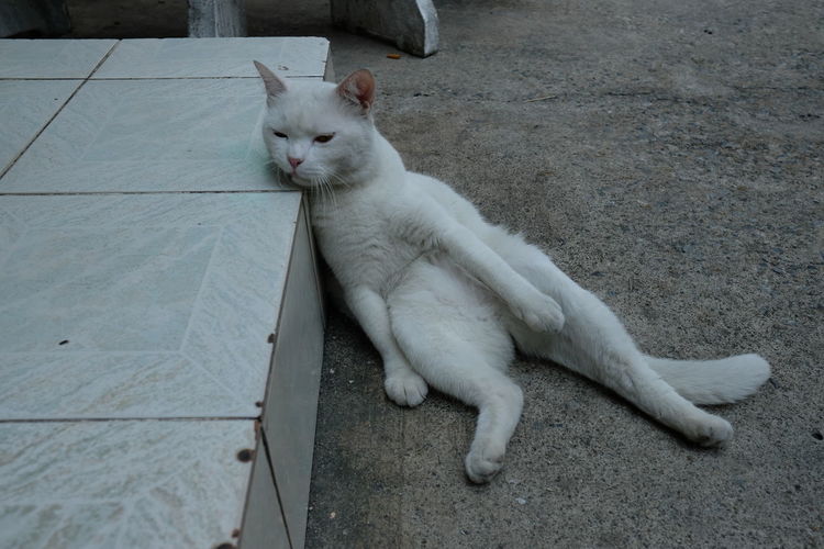 High angle view of cat lying on floor