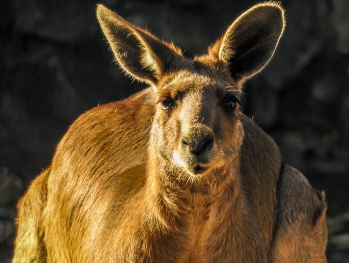 Kangaroo or forester. in scientific terms, a giant kangaroo or a gray eastern kangaroo.