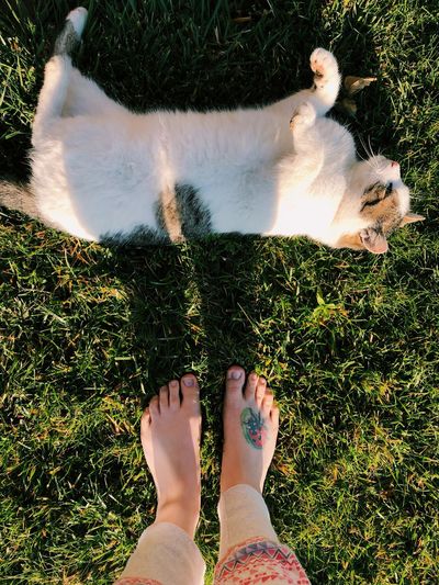 Low section of woman standing by cat relaxing on grassy field