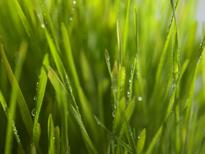 Fresh green wheat grass isolated on white background