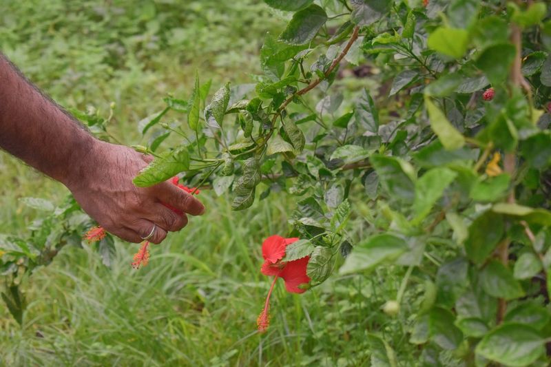 Close-up of hand holding red flower on field