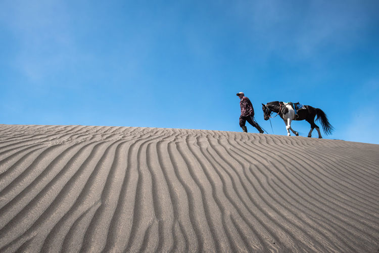 Low angle view of man walking with horse on desert against blue sky